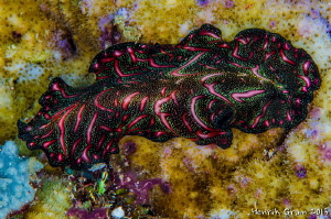 Persian Rug Flatworm by Henrik Gram Rasmussen 